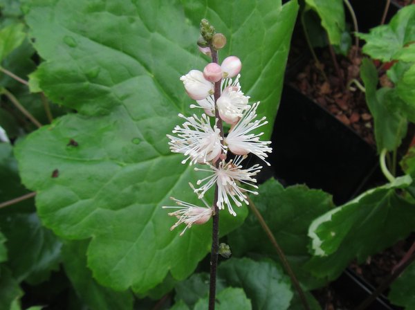 Actaea japonica BSWJ8758b