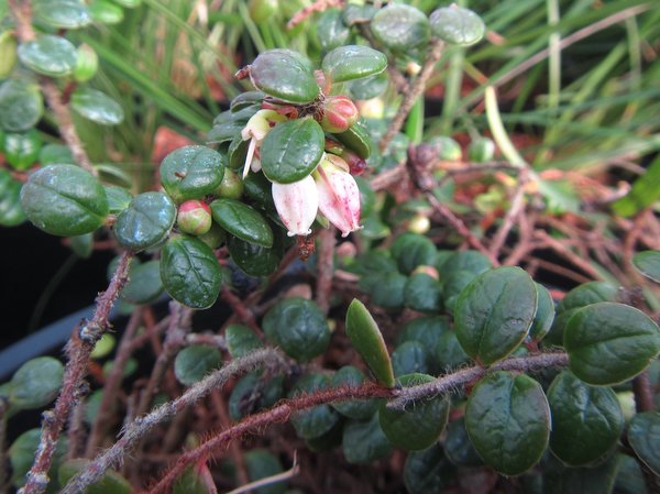 Vaccinium chaetothrix SEH 1517 (previously as Agapetes lacei)