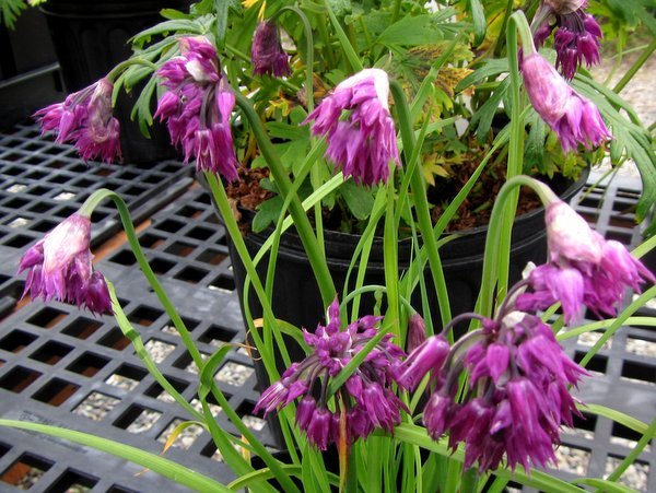 Allium cyathophorum var. farreri