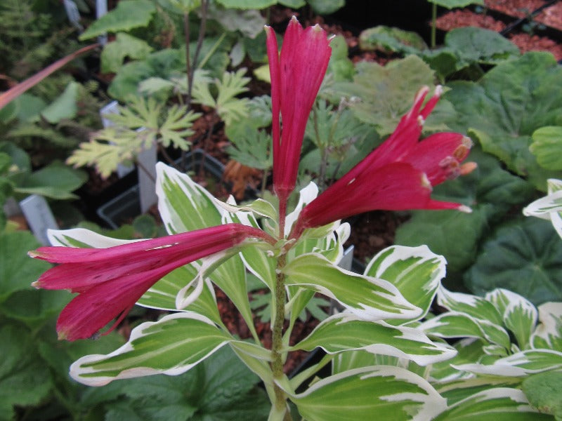 Closeup of the red flowers of Alstroemeria brasiliensis 'Cally Star'