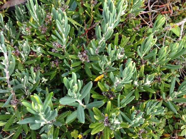 Andromeda polifolia 'Nana'