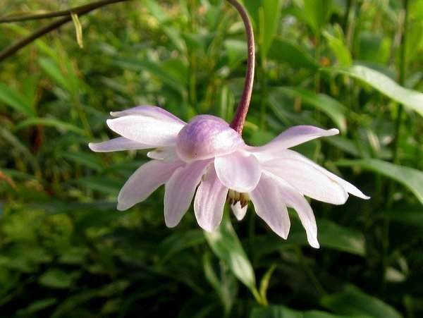 Anemonopsis macrophylla - Double Flower