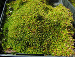 Cherleria obtusiloba - Wallowa Mts Form  syn. Arenaria