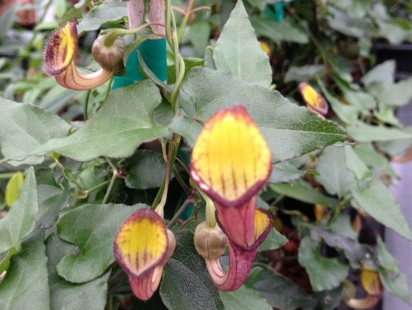 Aristolochia sempervirens