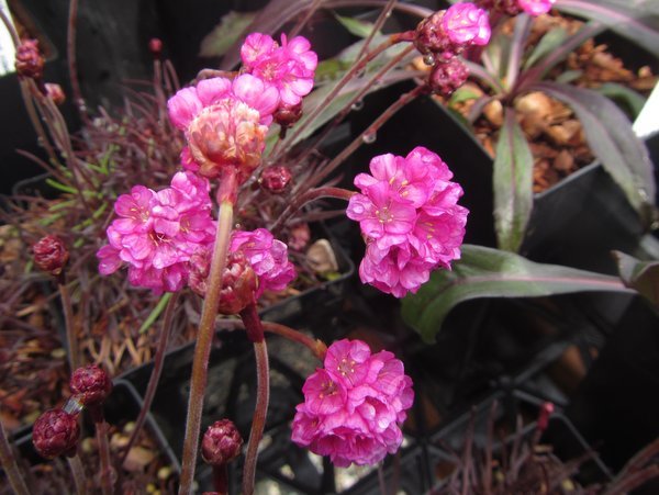 Armeria maritima 'Rubrifolia'