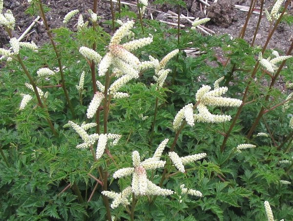 Aruncus aethusifolius