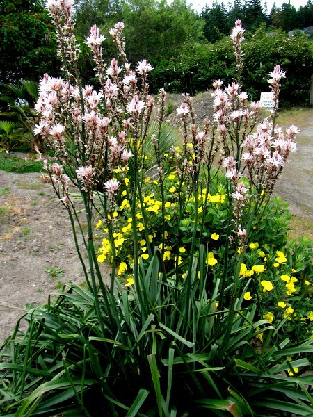 Asphodelus aestivus Far Reaches Farm