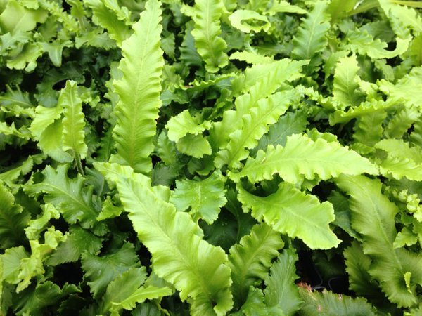 Asplenium scolopendrium 'Angustatum'