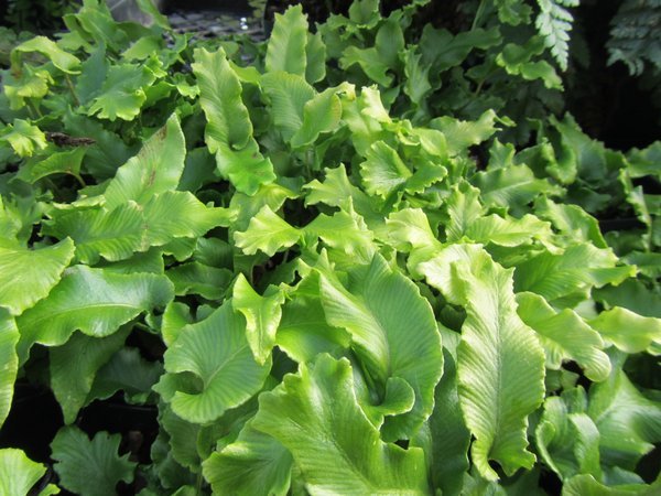 Asplenium scolopendrium 'Cristatum'