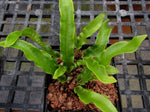 Asplenium scolopendrium 'Undulata'