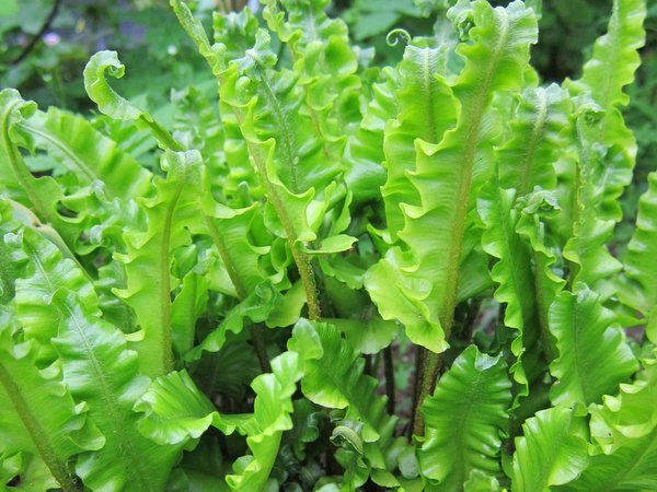 Asplenium scolopendrium