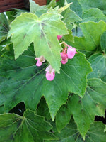 Pink flowers hanging beneath a leaf of Begonia muliensis