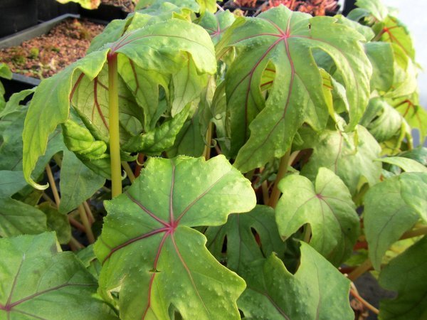 Begonia pedatifida - Hardy Begonia – Far Reaches Farm