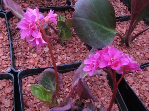 Bergenia 'David'