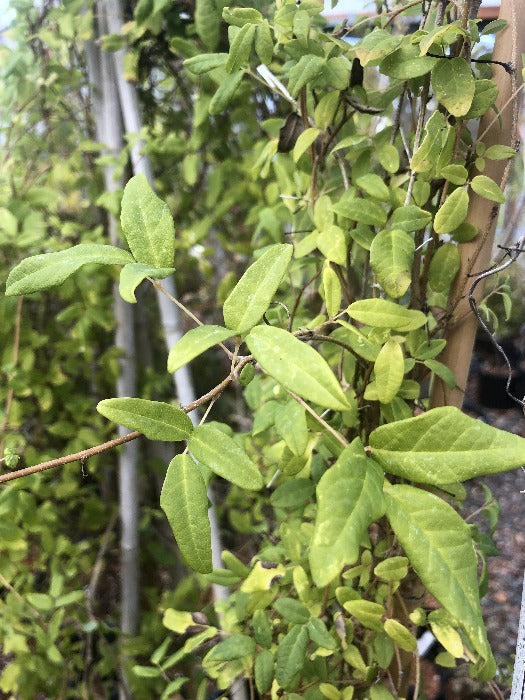 Large vines of Boquila trifoliata growing on a stake