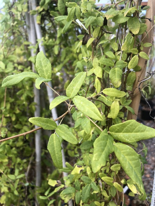 Boquila trifoliolata Far Reaches Farm