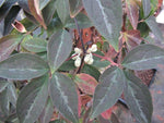 Clematis fasciculiflora - silver leaf form