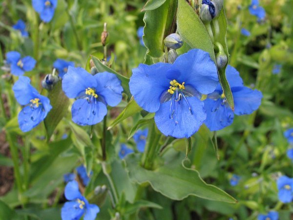 Commelina tuberosa