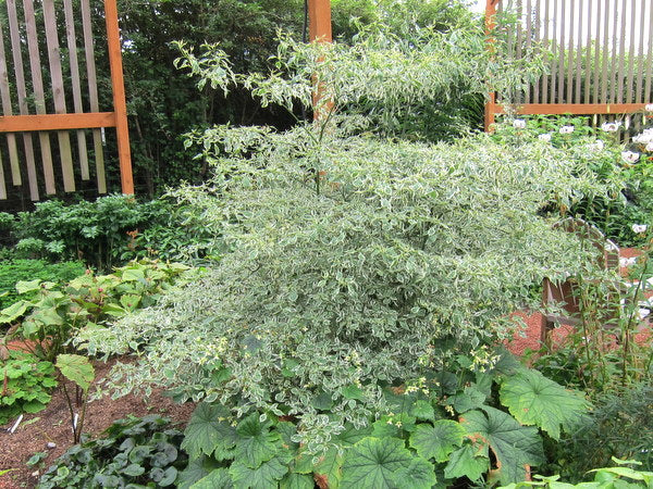 Cornus alternifolia 'Argentea' – Far Reaches Farm