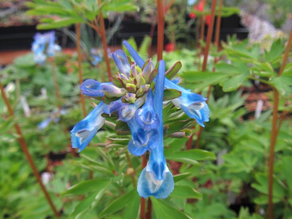 Corydalis 'Craighton Blue'