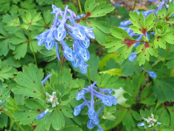 Corydalis omeiana