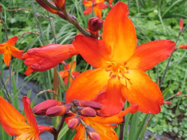 Crocosmia 'His Majesty'