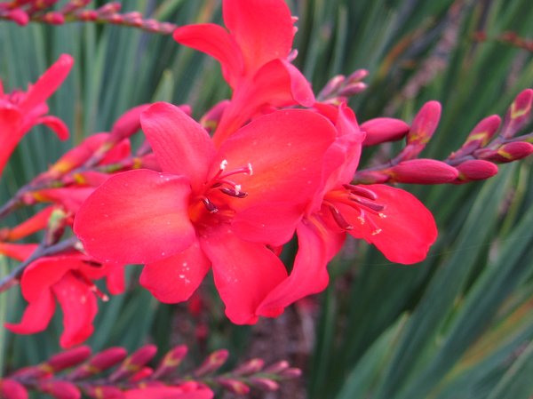 Crocosmia 'Miss Scarlet' PPAF