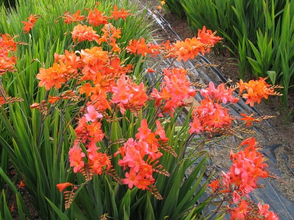 Crocosmia 'Okavango'