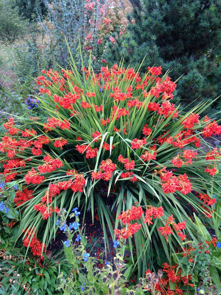 Crocosmia – Far Reaches Farm