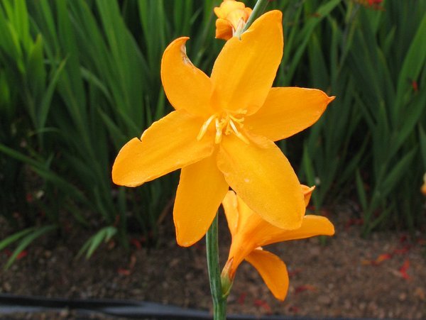 Crocosmia 'Voyager'