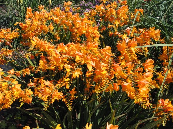 Crocosmia 'Walberton Yellow' ('Walcroy') COPF