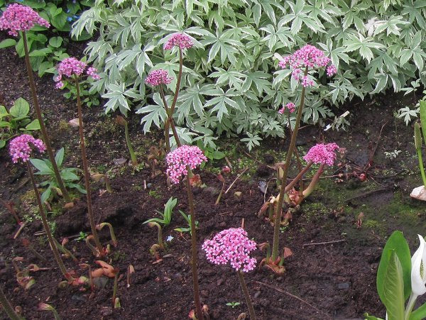 Pink flower stalks of Darmera peltata