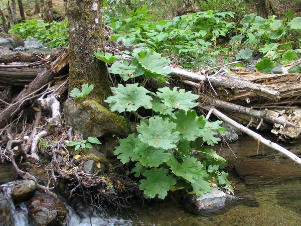 Large palmate leaves of Darmera peltata growing on a riverbank