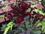 Dianthus barbatus 'Monksilver Black'