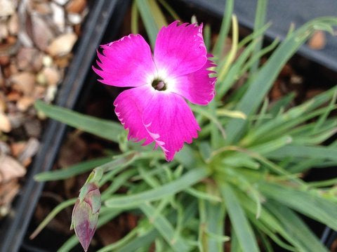 Dianthus basuticus