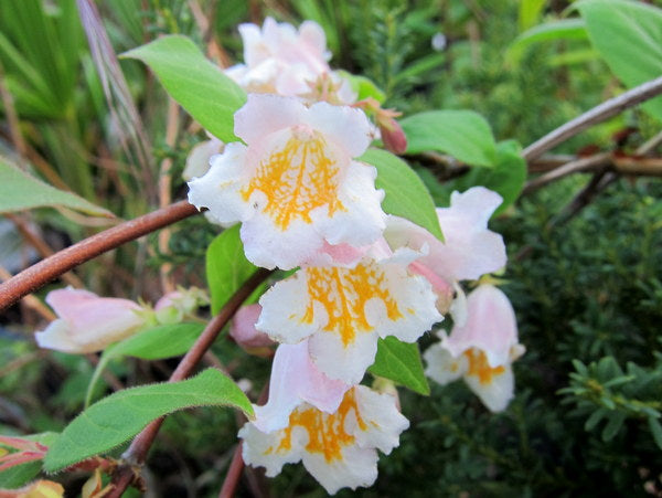 Dipelta yunnanensis