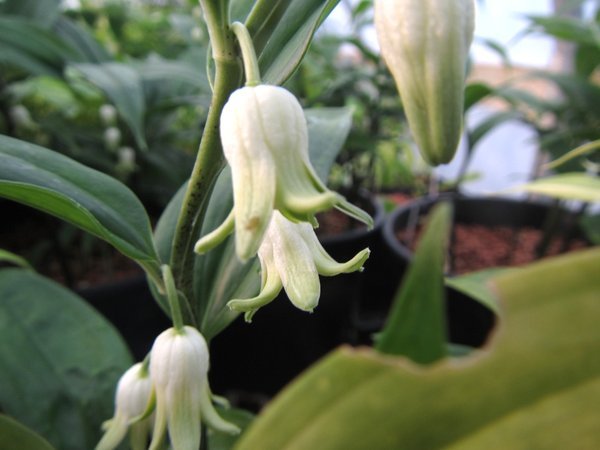 Closeup of white bell flowers of Disporopsis pernyi - China Clone