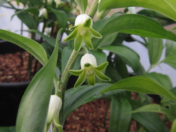 Green underside of the white bellflowers of Disporopsis pernyi - China Clone