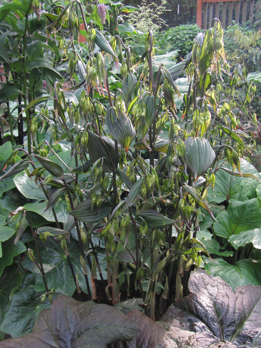 Disporum longistylum 'Green Giant'