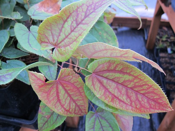 Close up of the leaves of Epimedium franchetii showing red veins