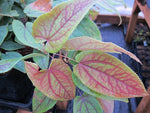 Close up of the leaves of Epimedium franchetii showing red veins