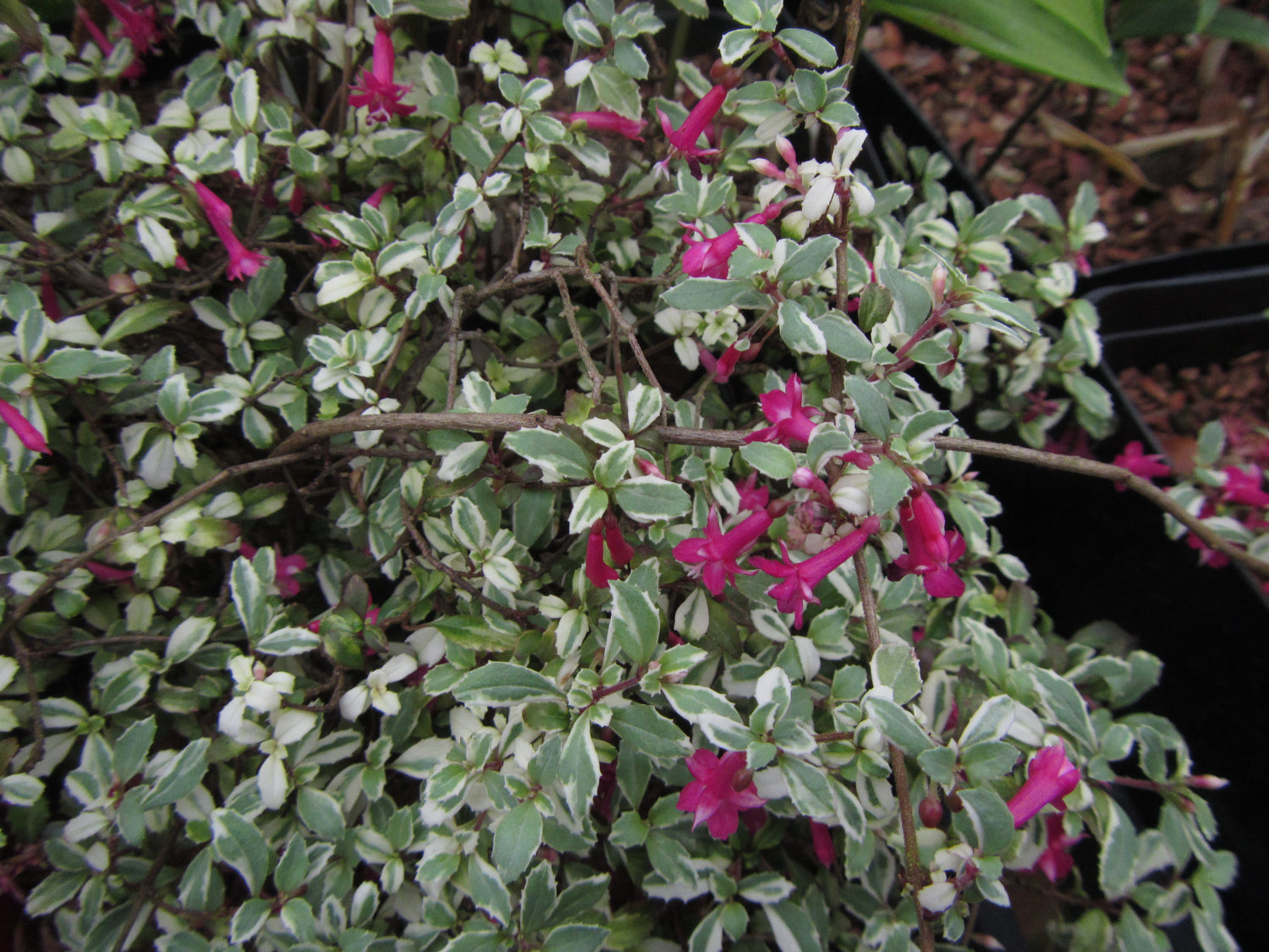 Fuchsia microphylla 'Variegata'