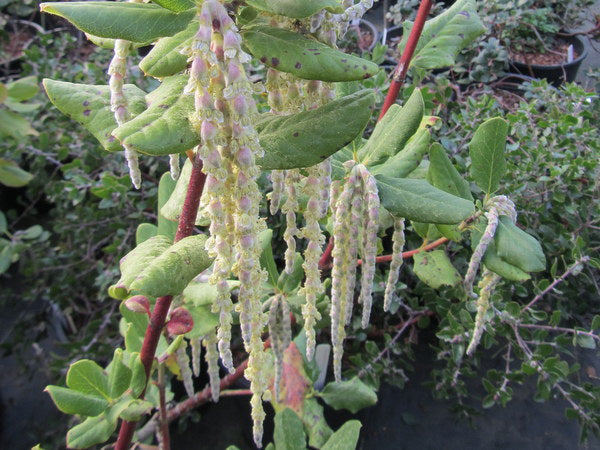 Garrya elliptica 'James Roof'