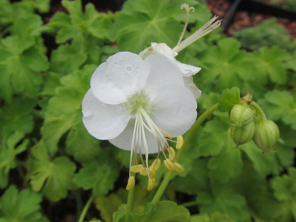 Geranium macrorrhizum 'White-Ness'