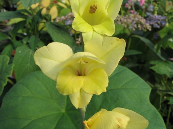 Gladiolus dalenii