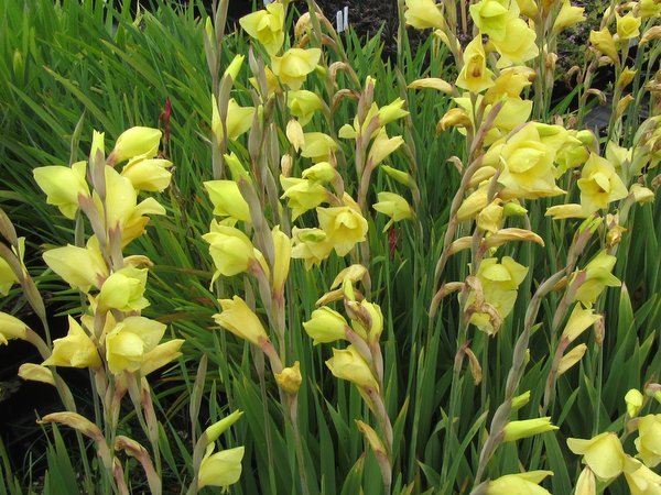 Gladiolus dalenii