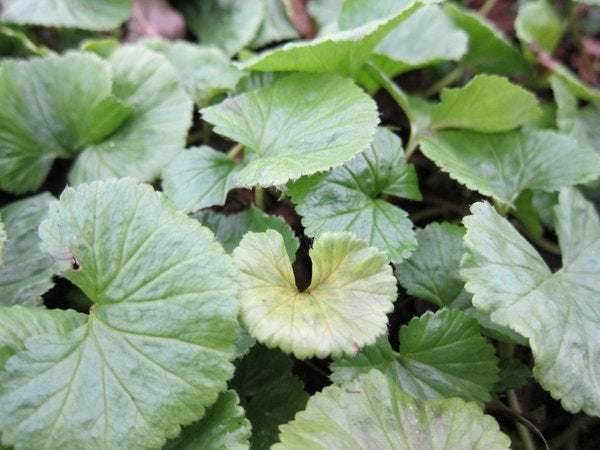 Gunnera magellanica