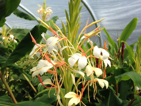 Hedychium cf. spicatum v. spicatum  MD0670 (H. yunnanense?)