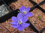 Hepatica nobilis - blue