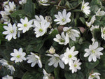 Hepatica nobilis - white